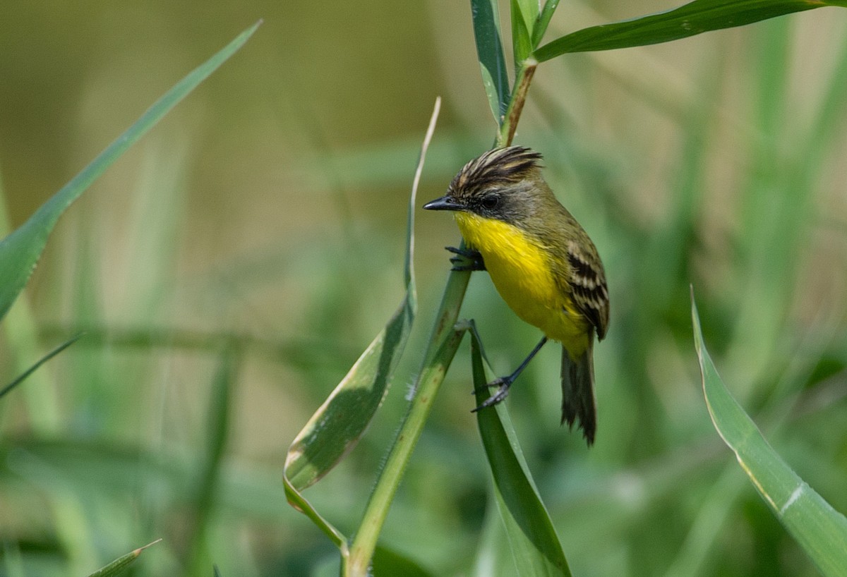 Crested Doradito - LUCIANO BERNARDES