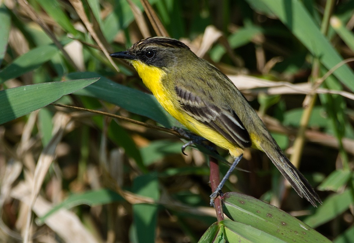 Crested Doradito - LUCIANO BERNARDES