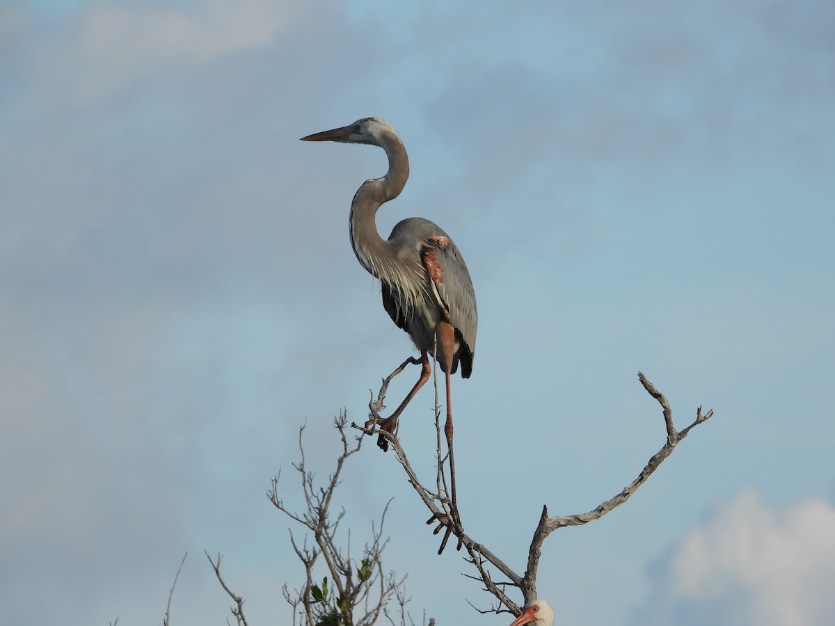Great Blue Heron - ML184577321