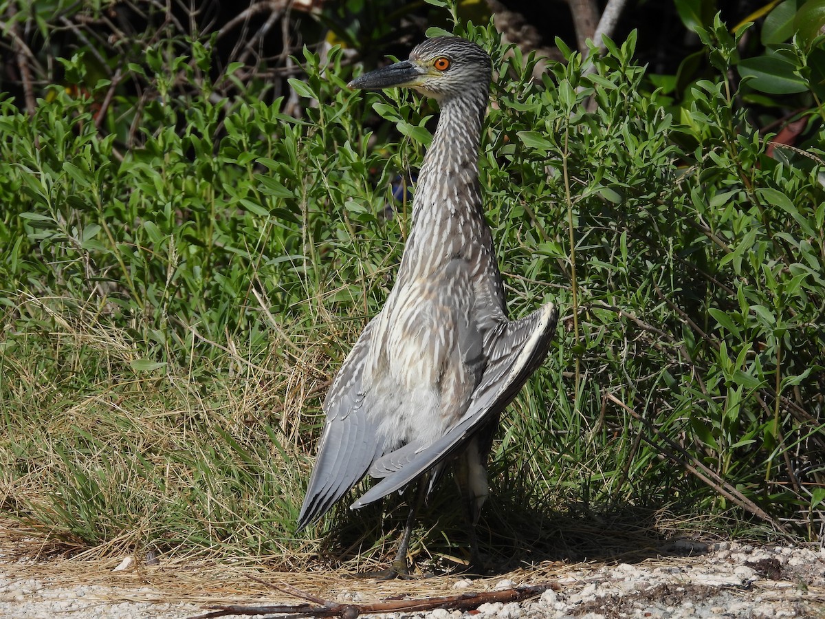 Yellow-crowned Night Heron - ML184577571