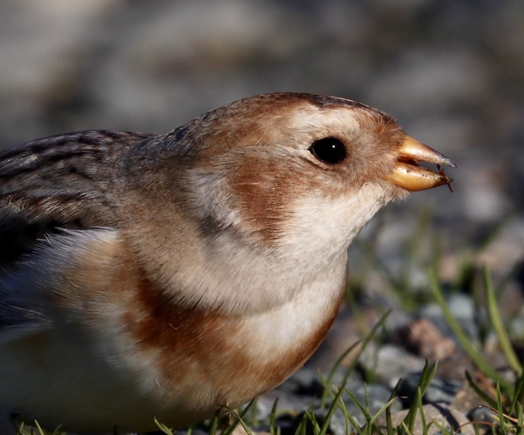 Snow Bunting - maxine reid