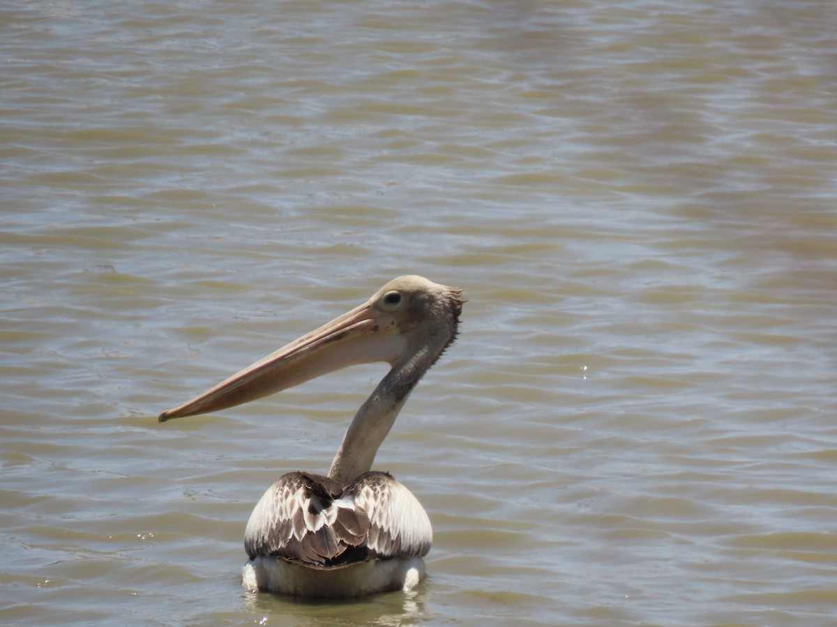 pelikán australský - ML184579151