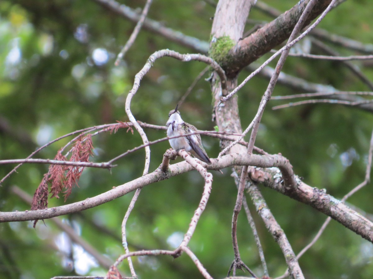 Ruby-throated Hummingbird - Andrew Bell