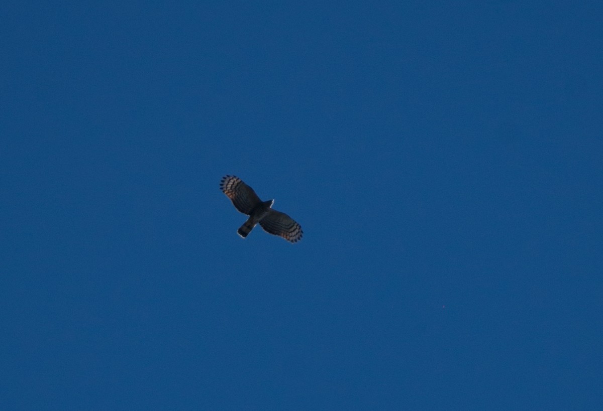 Hook-billed Kite - ML184581841