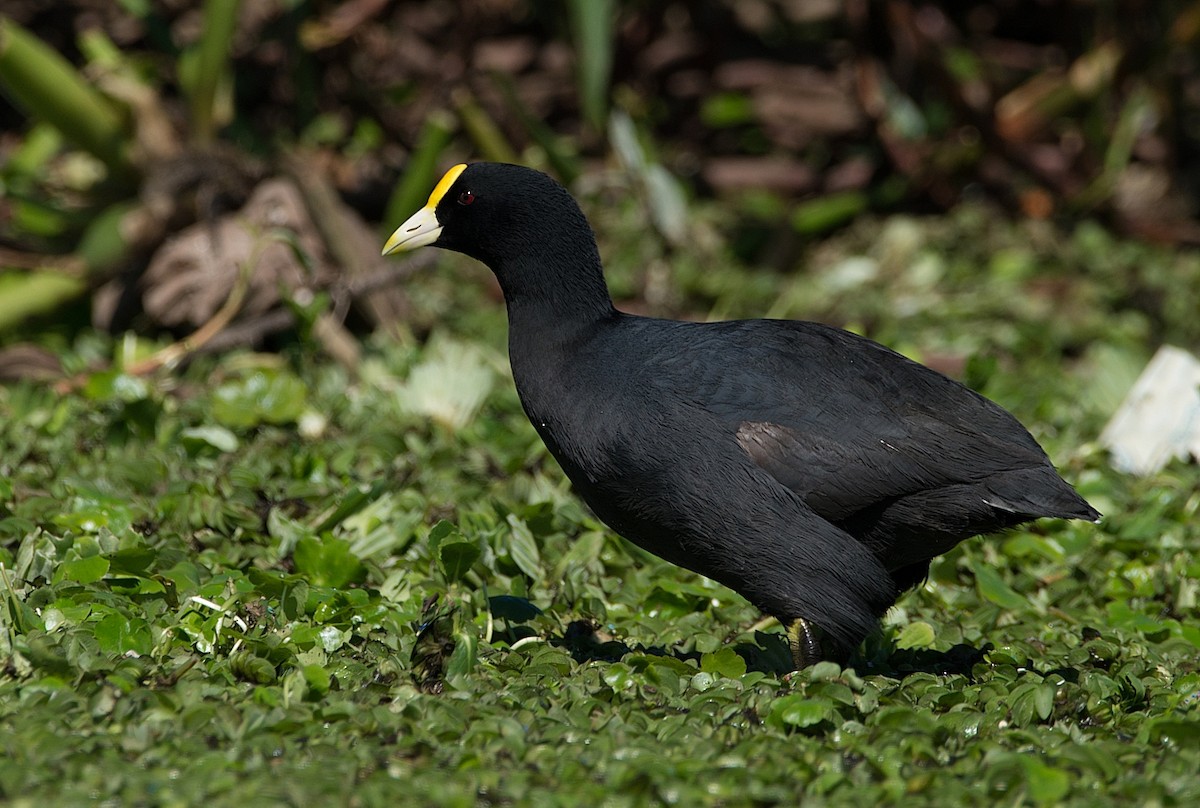 White-winged Coot - LUCIANO BERNARDES