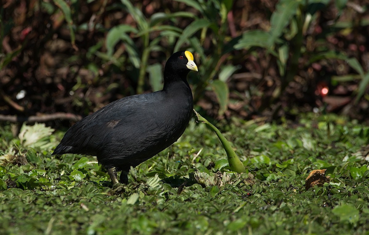 Foulque leucoptère - ML184582581