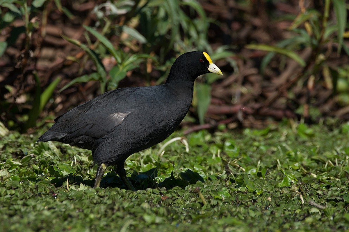 White-winged Coot - LUCIANO BERNARDES