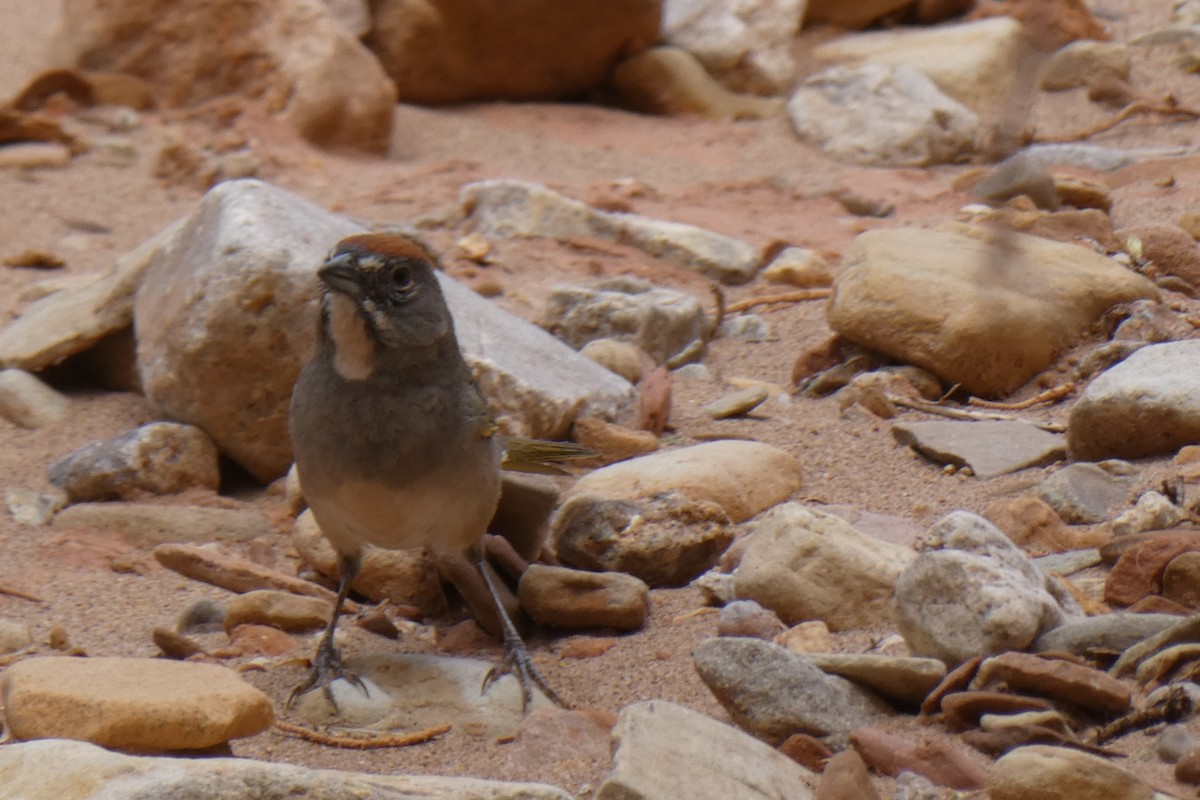 Green-tailed Towhee - ML184585451