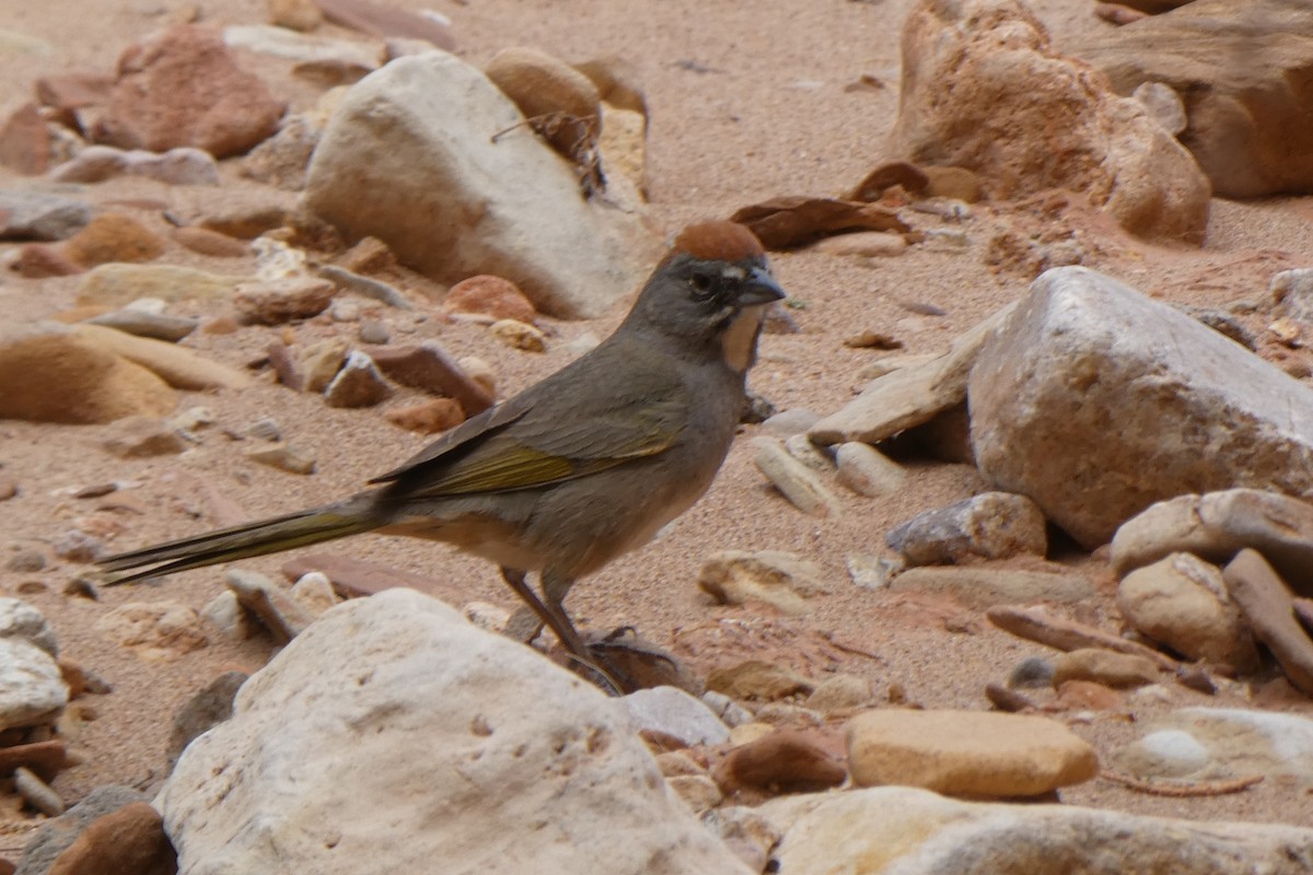 Green-tailed Towhee - ML184585501