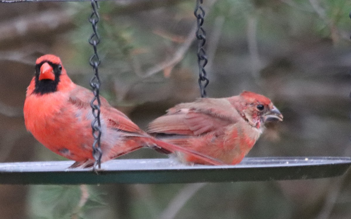 Northern Cardinal - ML184585631