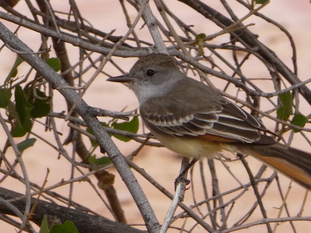 Ash-throated Flycatcher - ML184585661