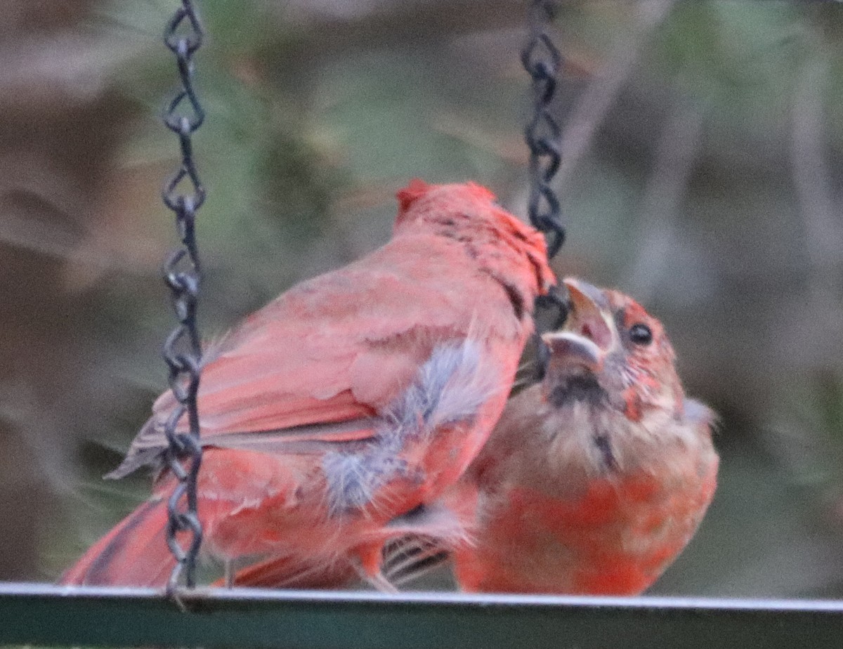 Northern Cardinal - ML184585741