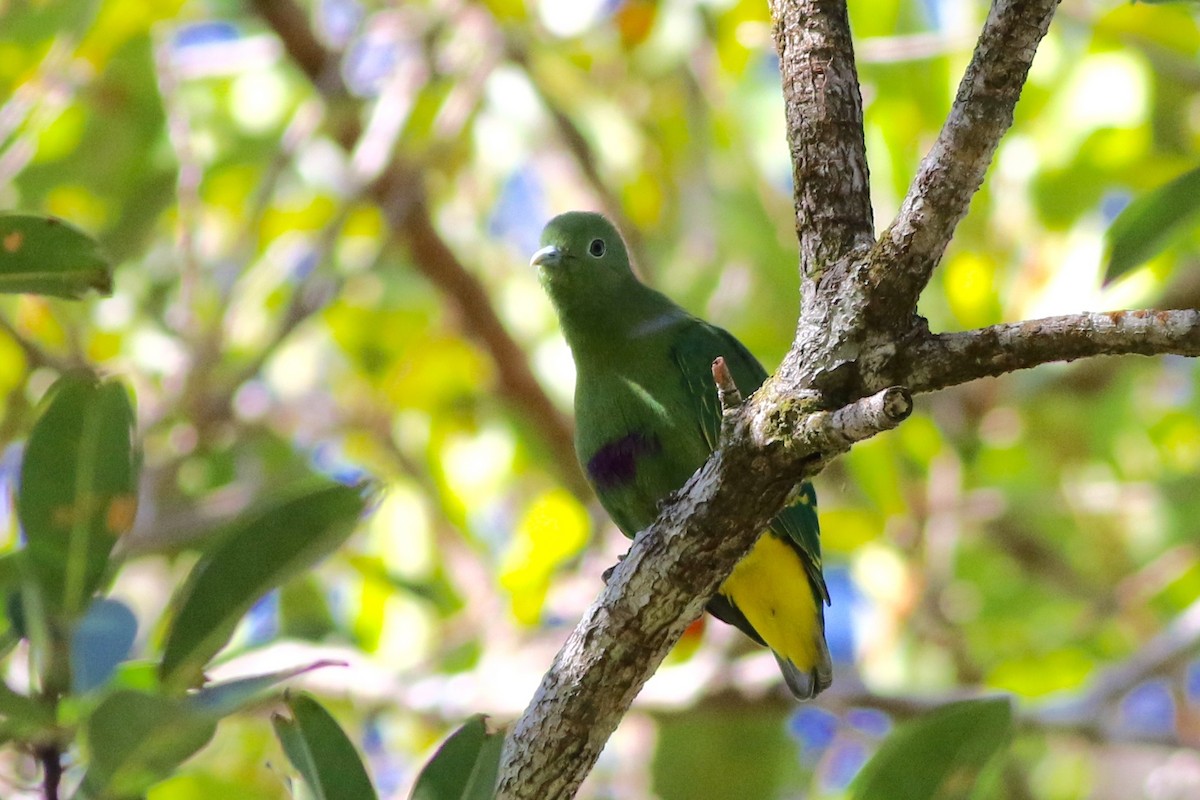 Dwarf Fruit-Dove - Chris Wiley
