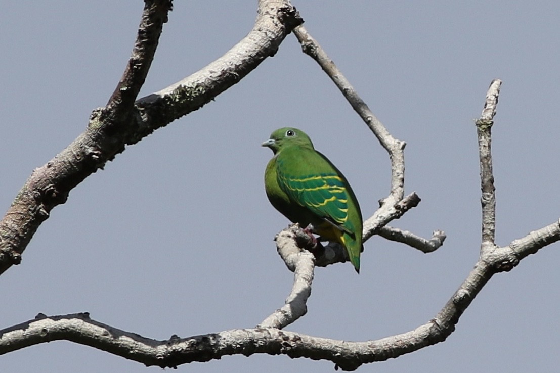 Dwarf Fruit-Dove - ML184586291