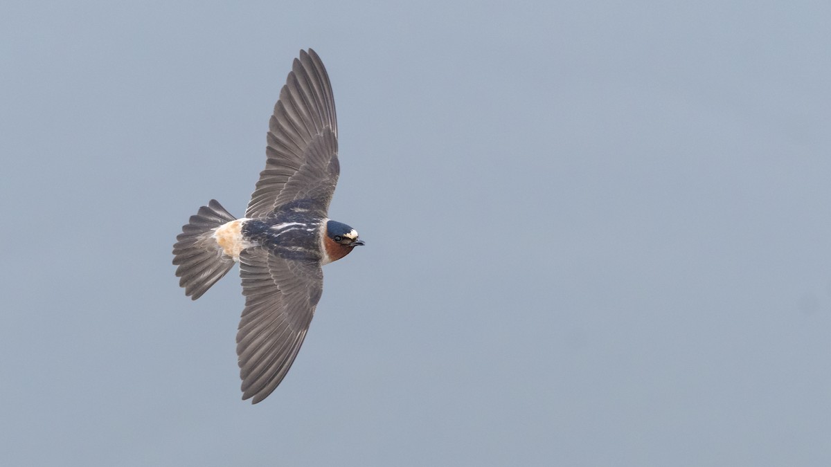 Cliff Swallow - Bryan Calk