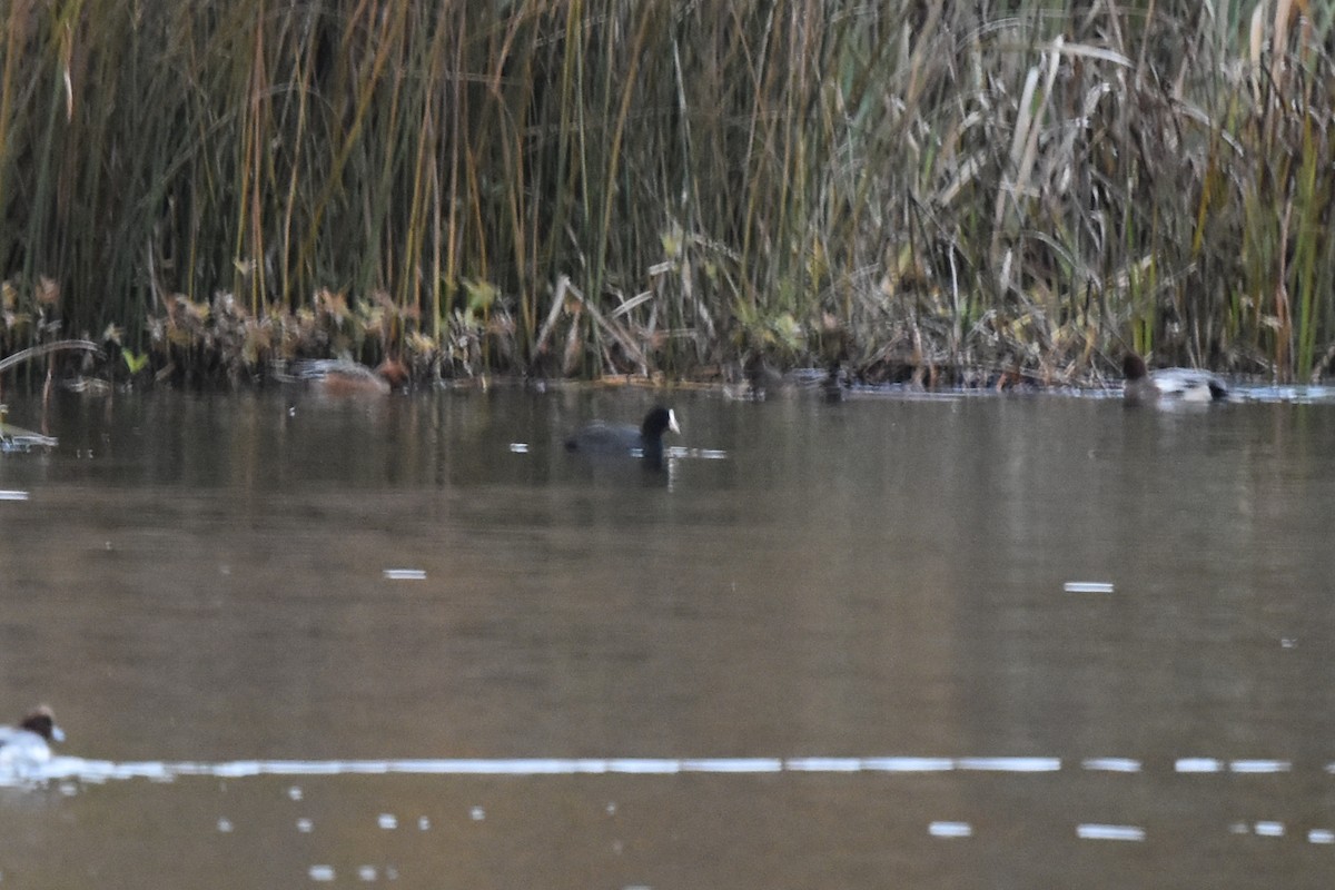 Eurasian Coot - ML184587301