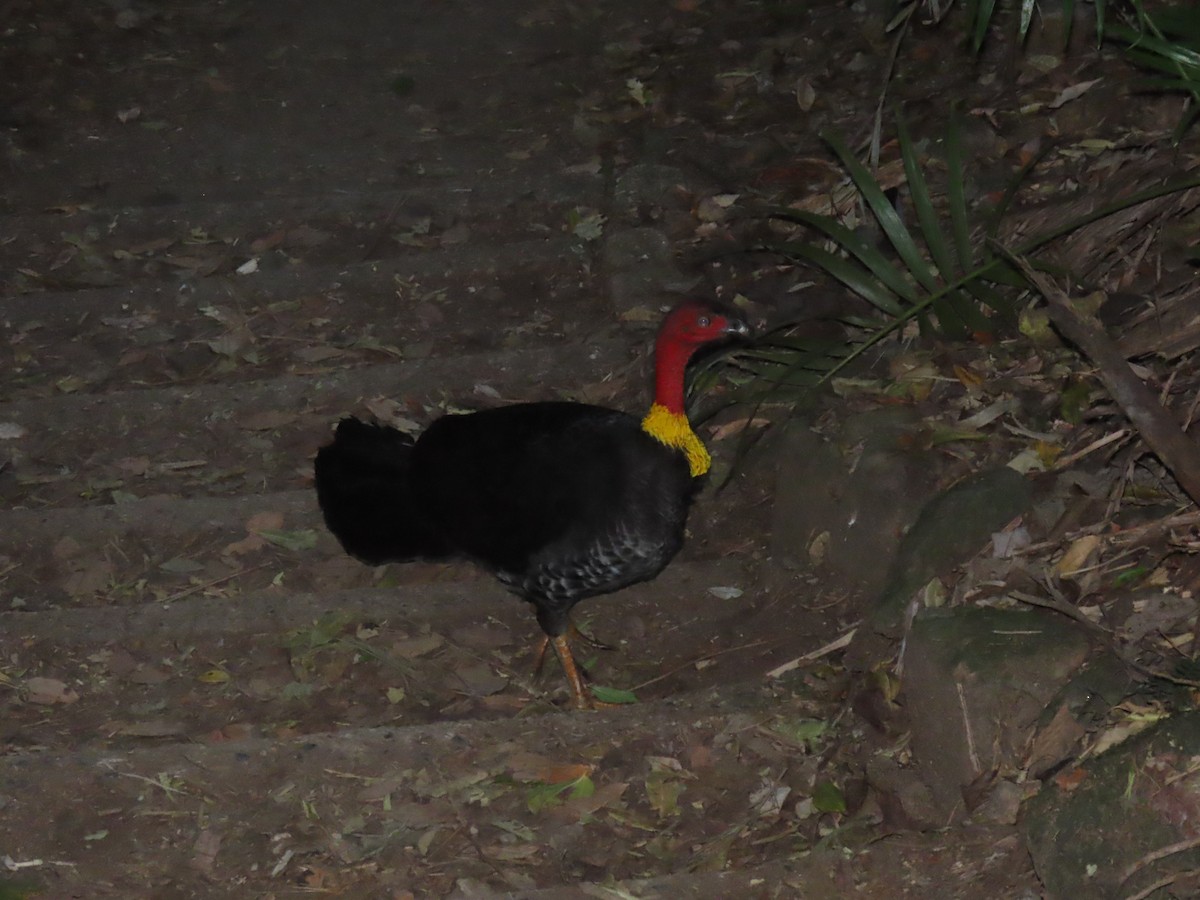 Australian Brushturkey - Kenneth Bader