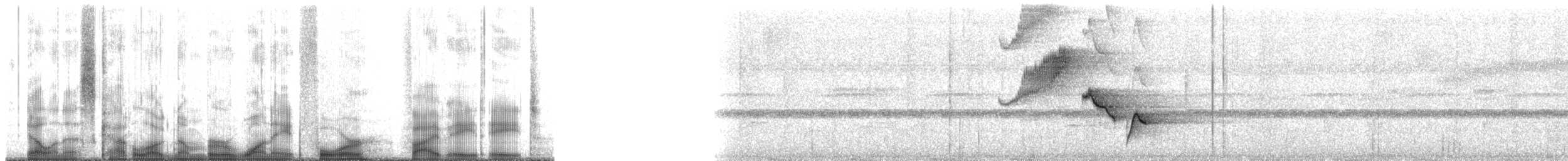 Troglodyte à poitrine blanche (pittieri/costaricensis) - ML184588