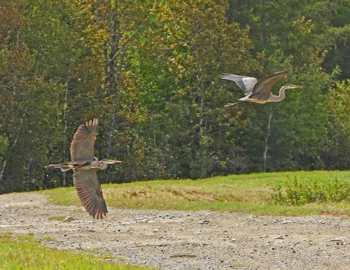 Great Blue Heron - ML184588341