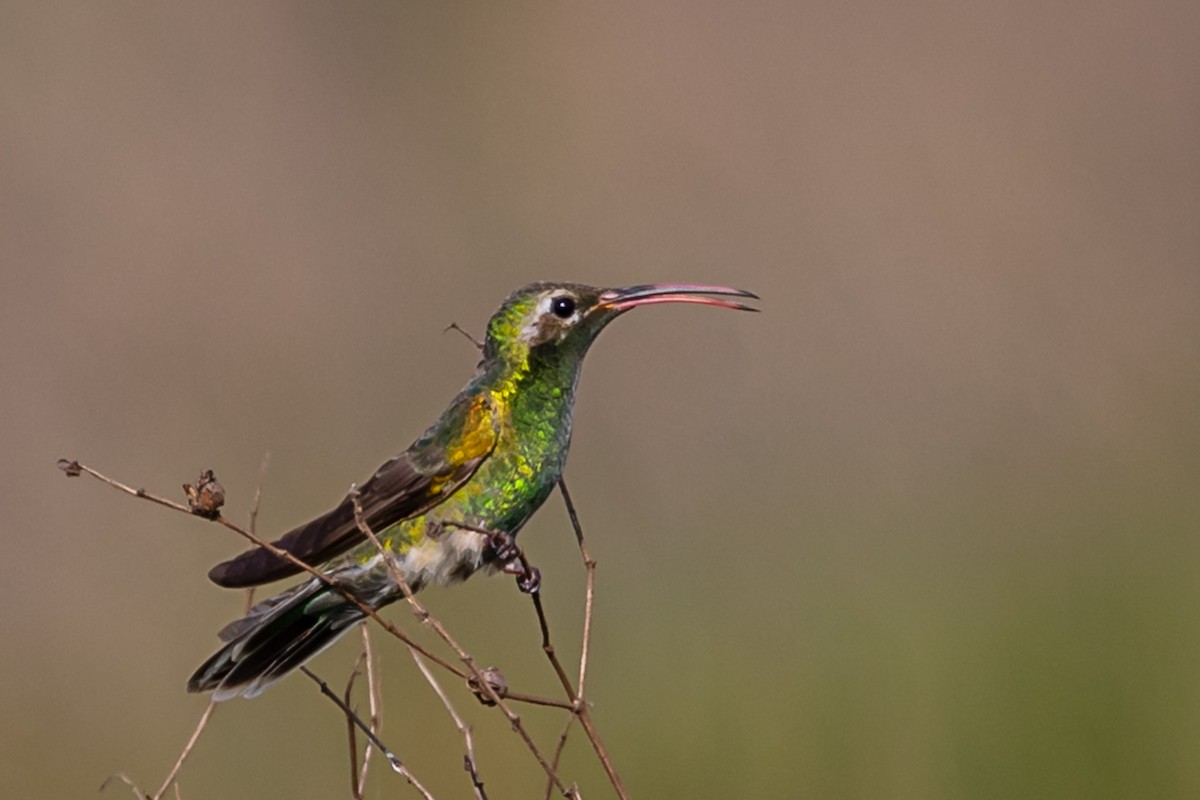 White-tailed Goldenthroat - ML184588591