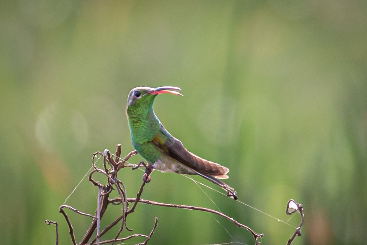 White-tailed Goldenthroat - ML184588621