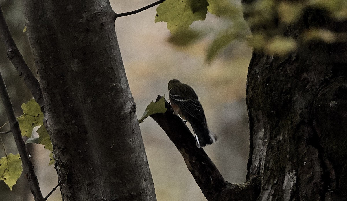 Bay-breasted Warbler - Pixie & Gary Lanham