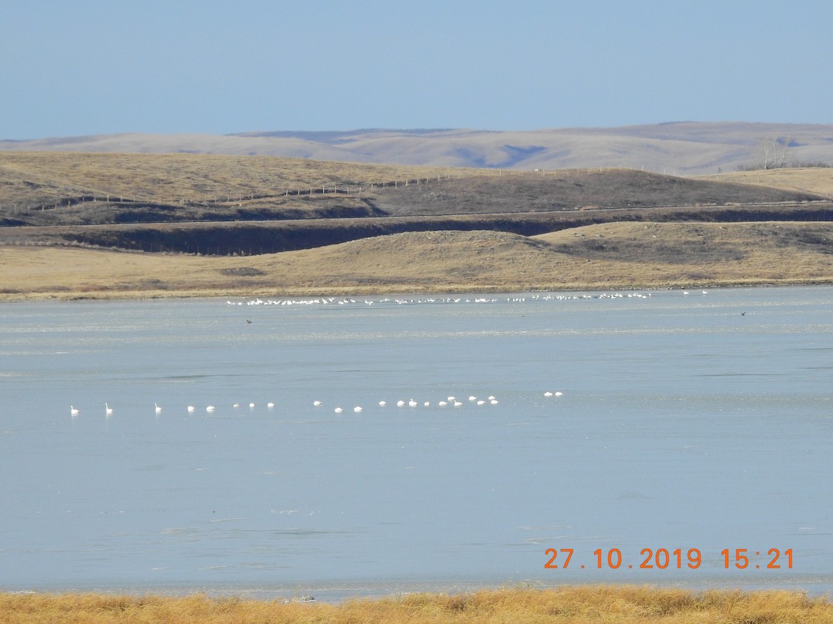 Tundra Swan - ML184588971