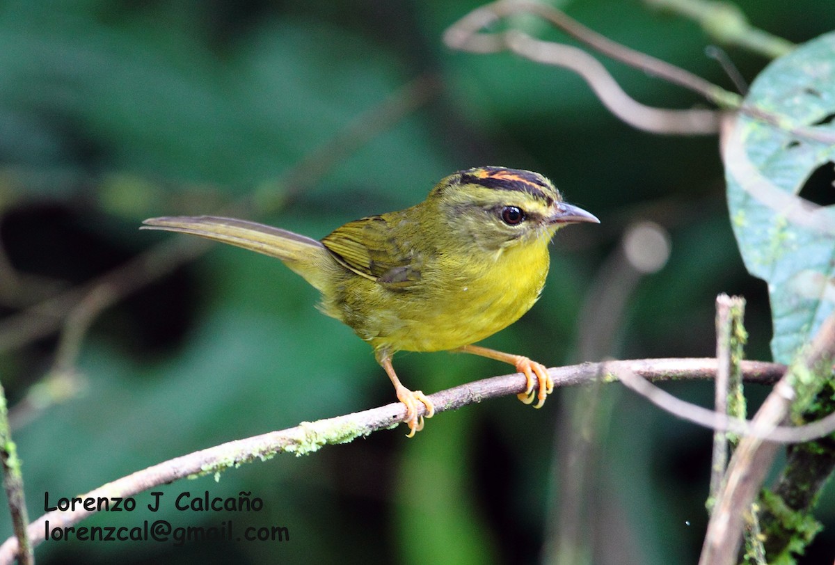 Two-banded Warbler - ML184589231