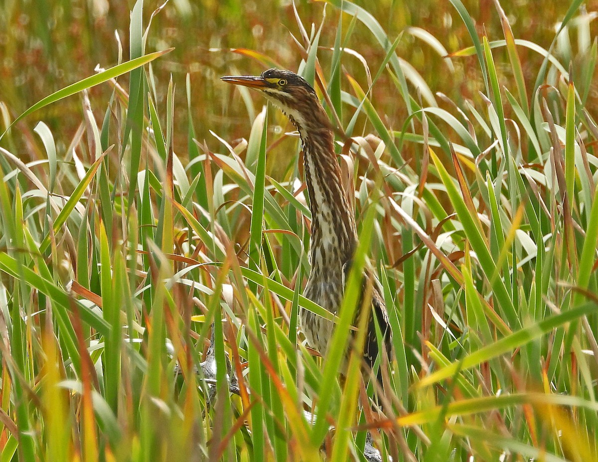 Green Heron - Aubrey Merrill