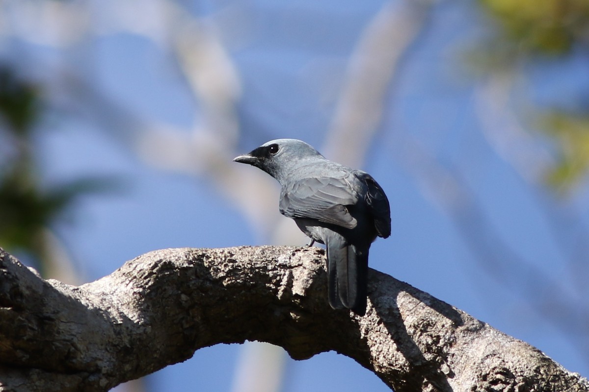 Boyer's Cuckooshrike - Chris Wiley