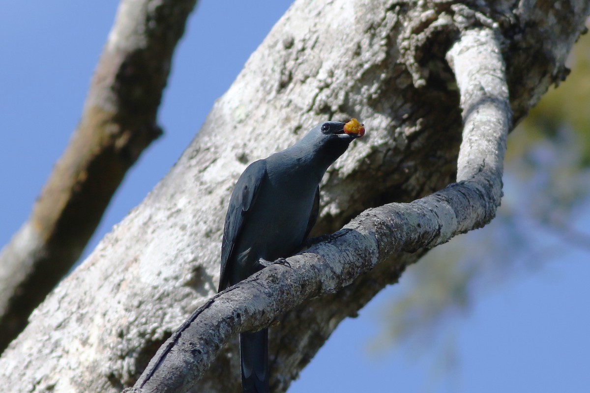 Boyer's Cuckooshrike - ML184590181