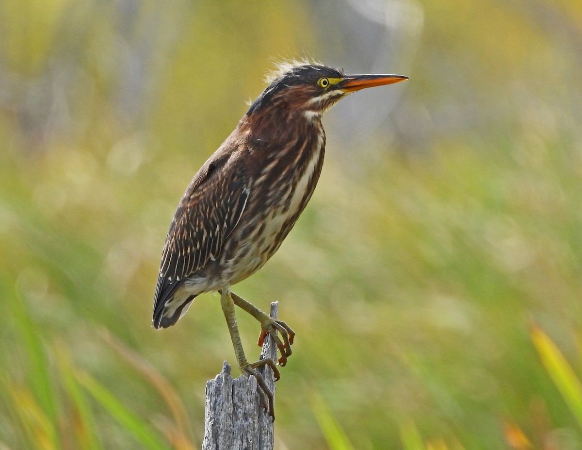 Green Heron - Aubrey Merrill