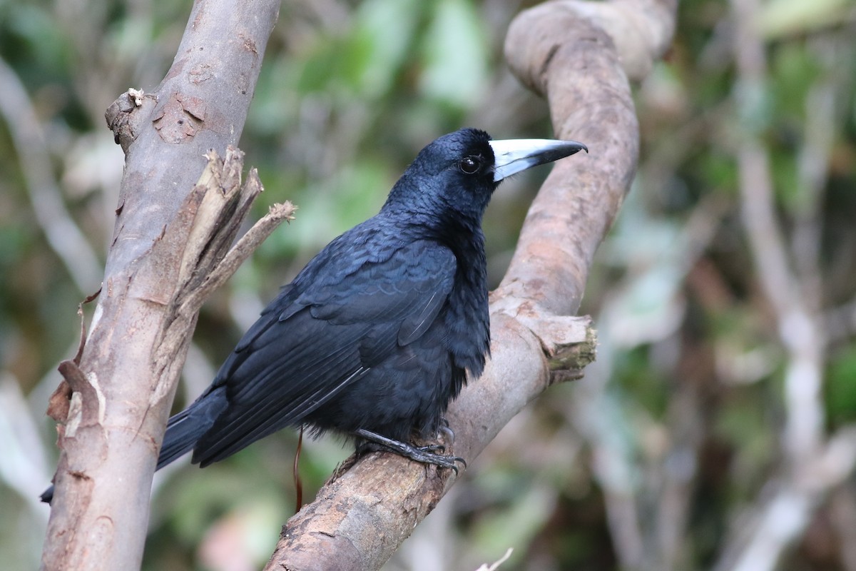 Black Butcherbird - ML184591961