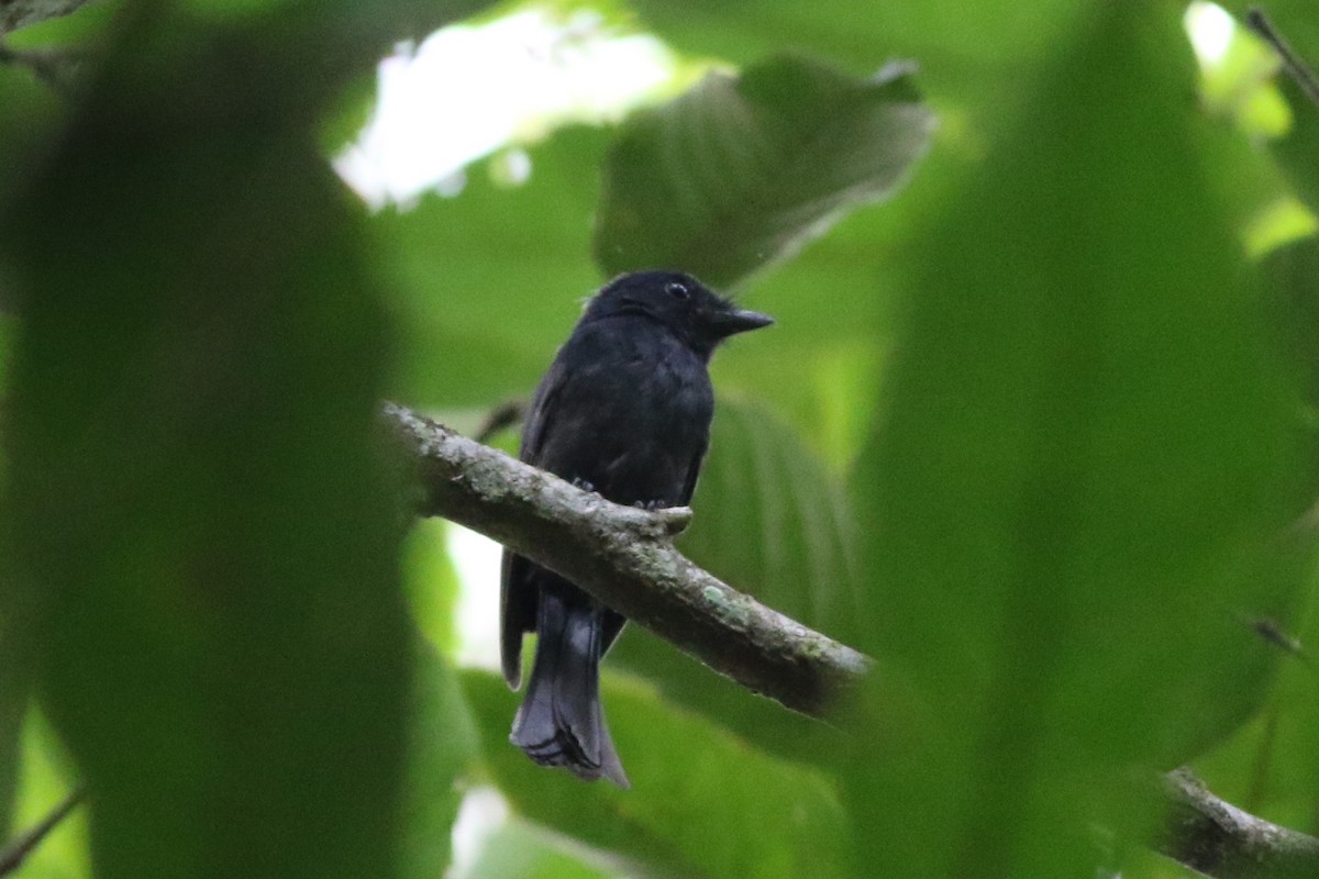 Drongo Fantail - ML184592441