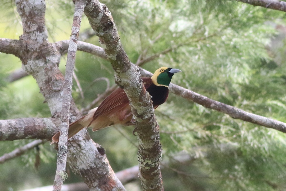 アカカザリフウチョウ - ML184593031