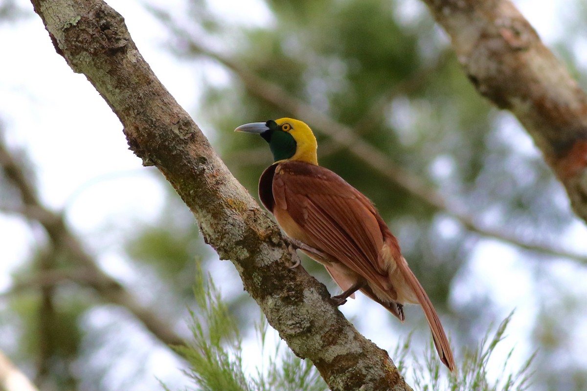 Raggiana Bird-of-Paradise - ML184593061