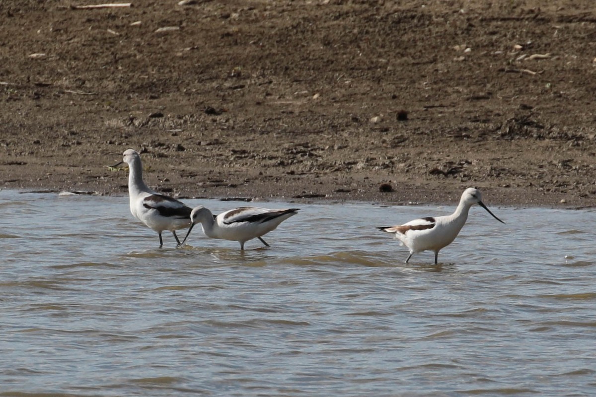 American Avocet - ML184593301