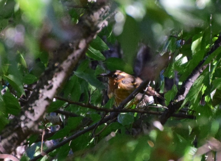 Varied Thrush - Sheri Miles