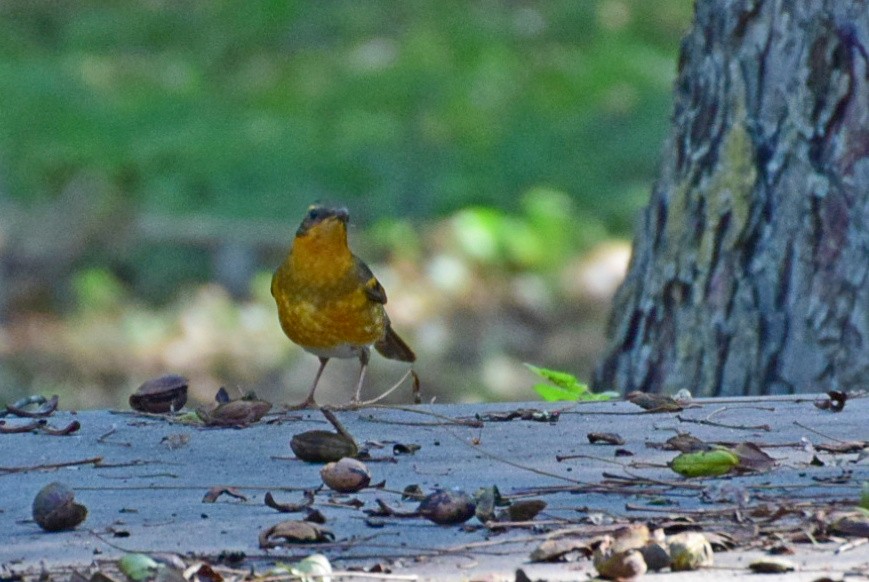 Varied Thrush - Sheri Miles
