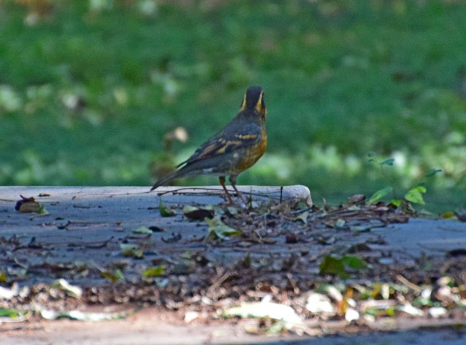 Varied Thrush - ML184593711