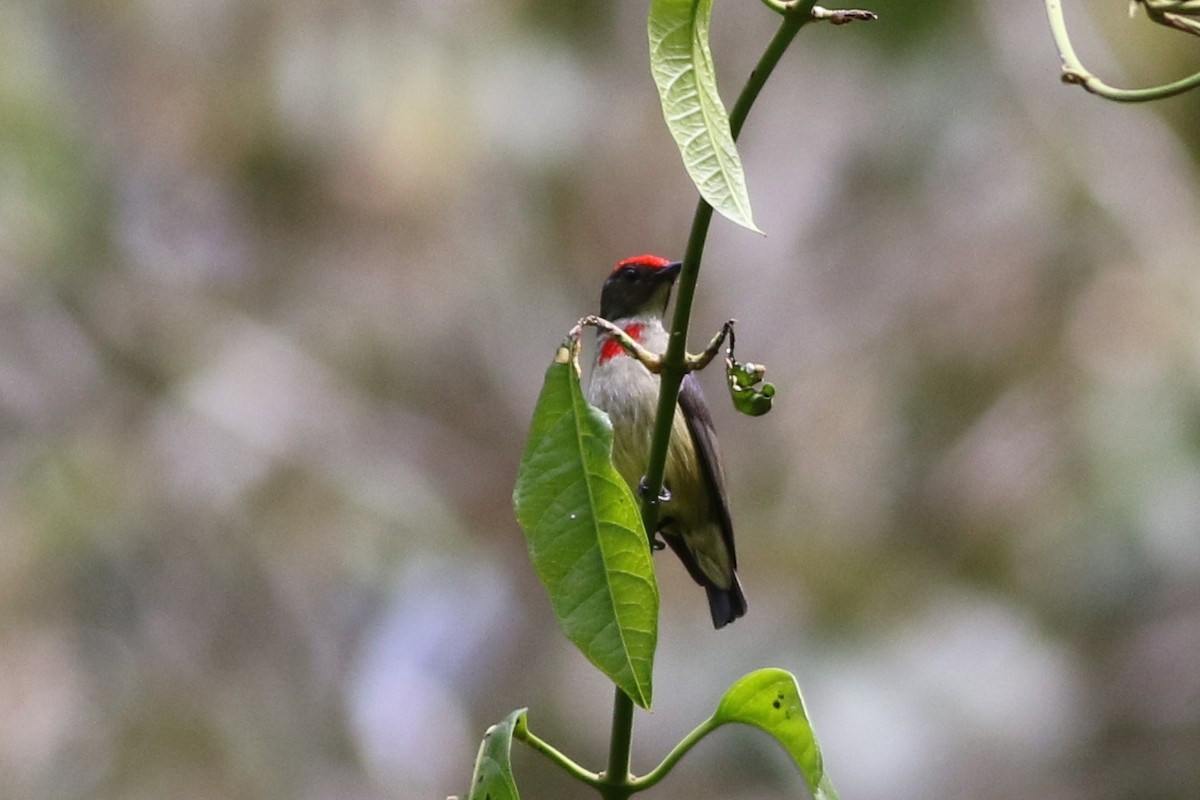 Red-capped Flowerpecker - ML184594541