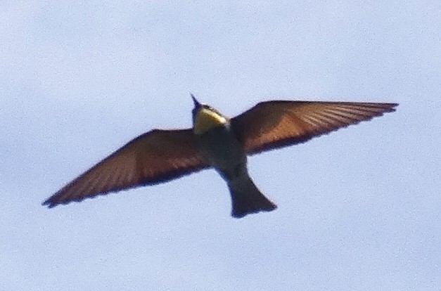 European Bee-eater - ML184595671