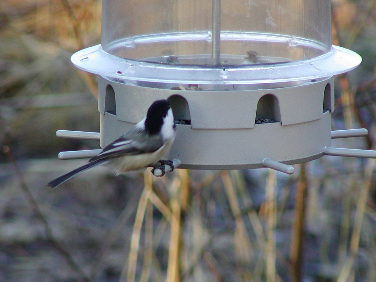 Black-capped Chickadee - ML184596001