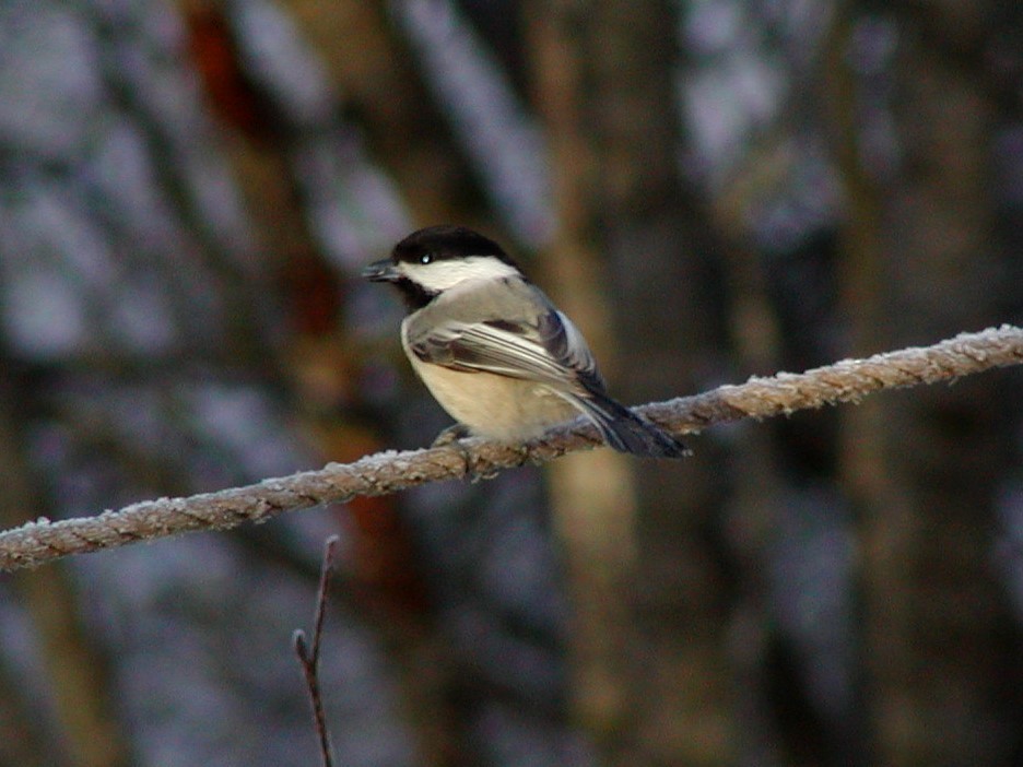 Black-capped Chickadee - ML184596401