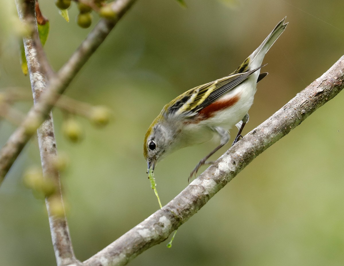 Chestnut-sided Warbler - ML184597241