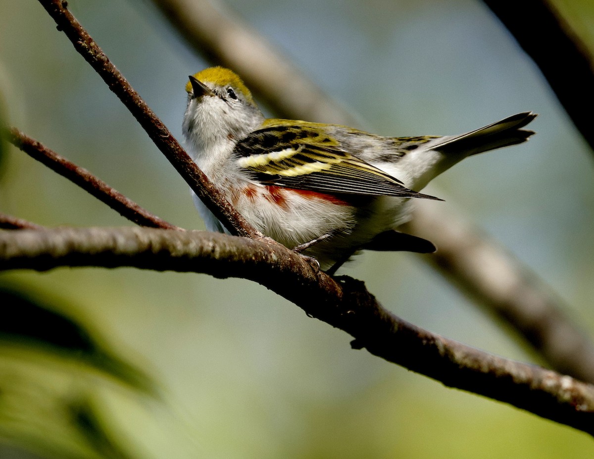 Chestnut-sided Warbler - ML184597311