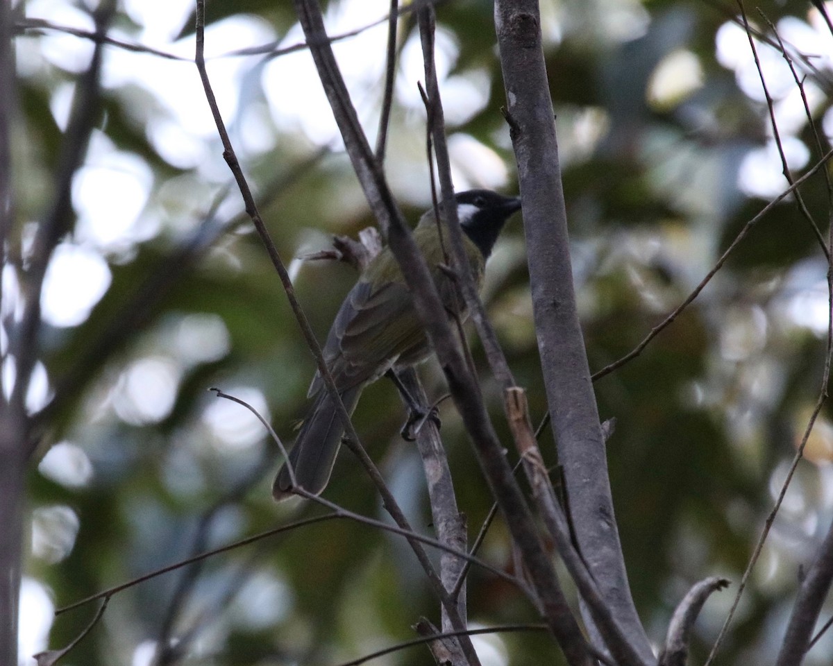 White-eared Honeyeater - ML184597681