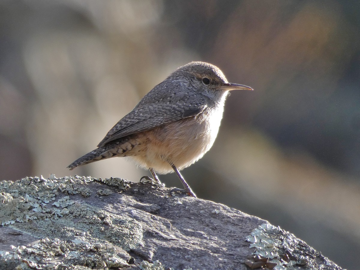 Rock Wren - ML184598601