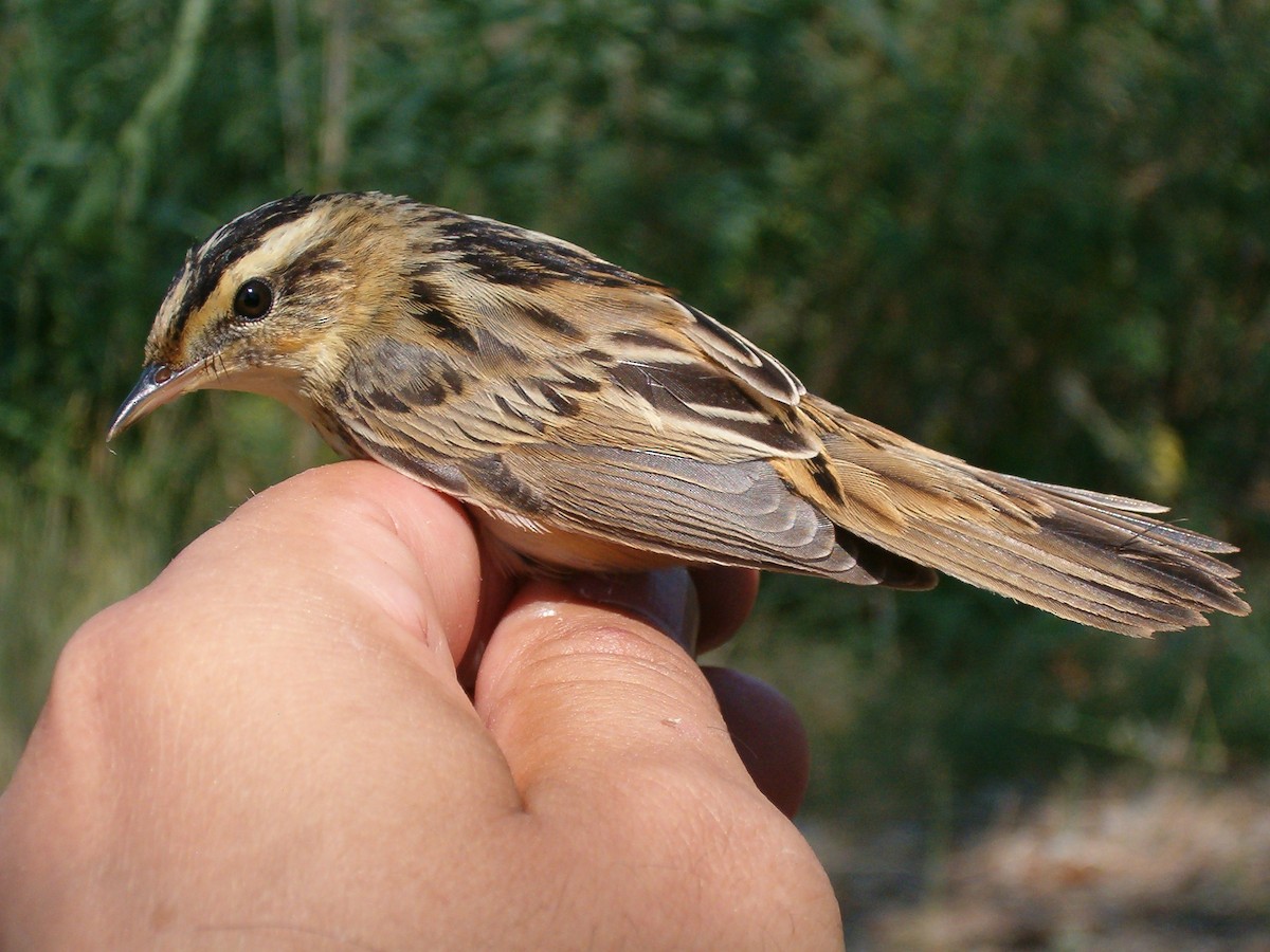 Aquatic Warbler - Carlos Torrijos