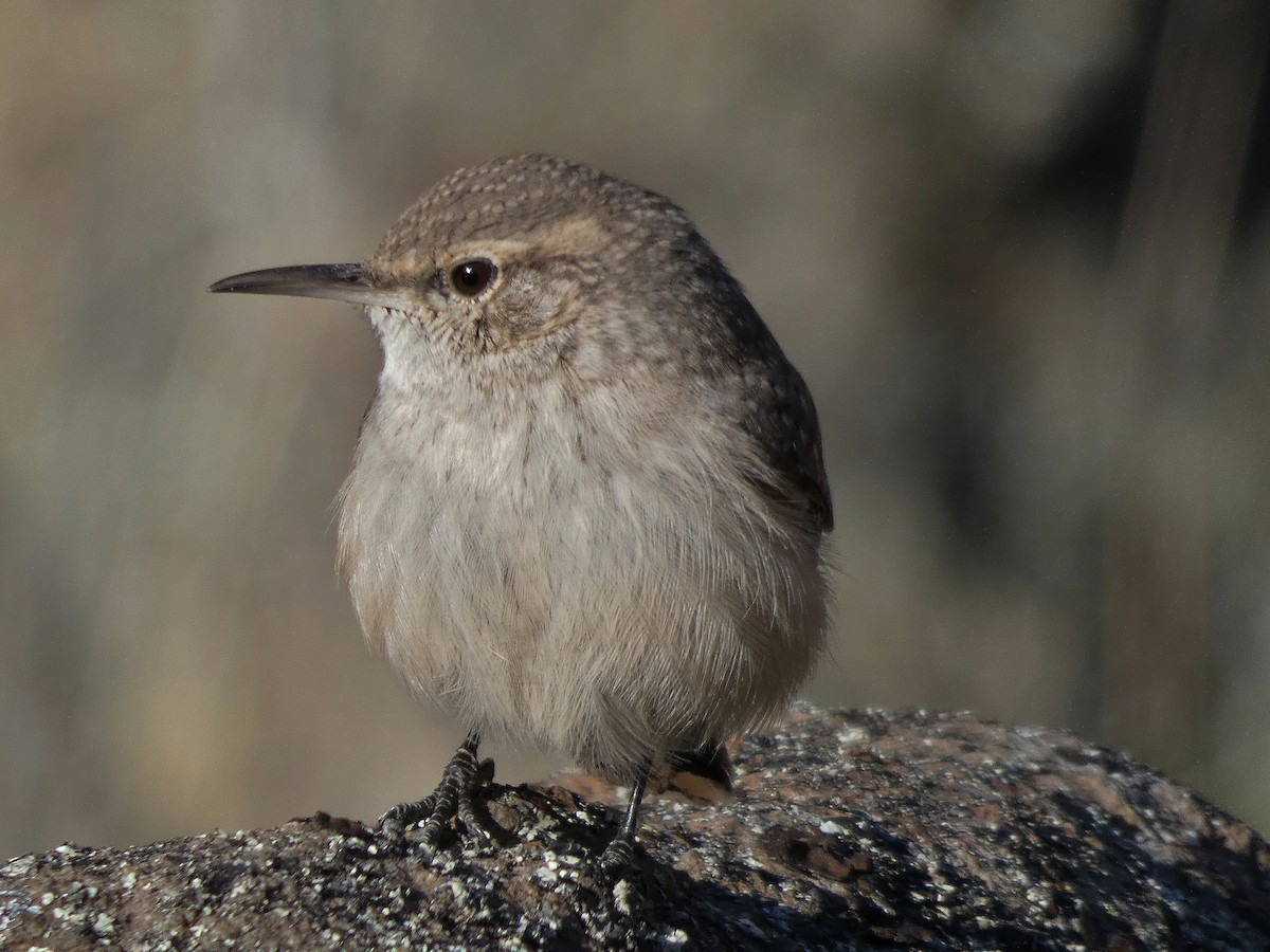 Rock Wren - ML184599791